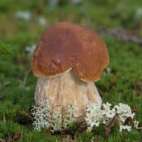 Белый гриб :: Олег Кулябин