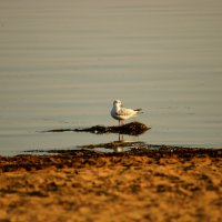 В одиночестве. :: веселов михаил 