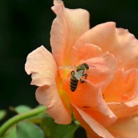 Пчелка на цветке. :: Оля Богданович
