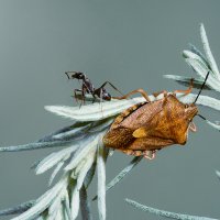 Ягодный щитник и муравей :: Оксана Лада
