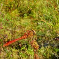 Sympetrum vulgatum - Симпетрум обыкновенный.  Самец. :: ivan 