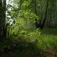 Весенний лес. :: Алексей 