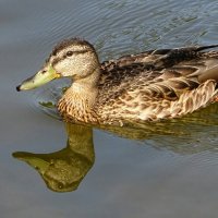 Утка - кряква. :: Милешкин Владимир Алексеевич 