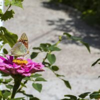 Бабочка и цветок :: Валентин Семчишин