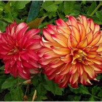 Прекрасные цветы. :: Валерия Комова