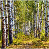 Осень. :: Анатолий Уткин