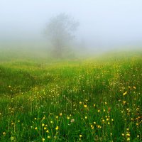 весенний туман :: Elena Wymann
