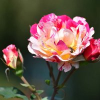 Осенней розы аромат тревожит душу и чарует... :: Тамара Бедай 