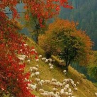 Вівці на полонині :: Степан Карачко