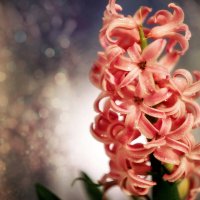 Гиацинт - цветок дождей :: Татьяна Минаева