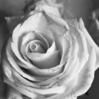 Чёрно-белая роза :: Yulia Raspopova