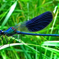 Красотка блестящая (лат. Calopteryx splendens).  Самец. :: ivan 