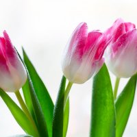 Тюльпаны на белом фоне :: Александр Синдерёв