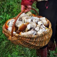 Из лесу с корзиной полною грибов. :: Елена Kазак (selena1965)