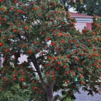 Рябина в городе моём. :: Восковых Анна Васильевна 