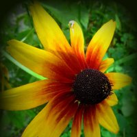 Солнечный цветок (рудбекия) :: Сергей Карачин
