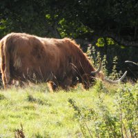Шотландская высокогорная корова (Hairy Coo) :: Галина 