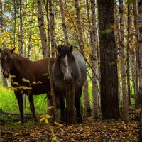 Лошадки в лесу... :: Оксана Галлямова