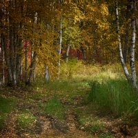 Осень в лесу :: Оксана Галлямова