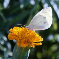 Белая бабочка на цветке. :: сергей 