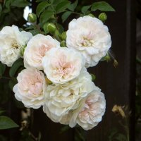 Нежность и красота сентябрьских роз :: Татьяна Смоляниченко