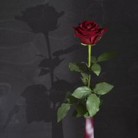 Две розы - свет и тень. :: Арина 