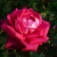Красная роза — царица цветов. :: Лидия Бусурина