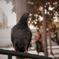 Pigeon :: Anna Rimira