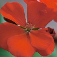 Цветок герани. :: сергей 