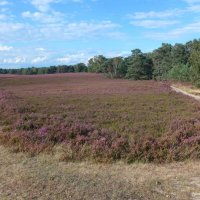 Fischbeker Heide Hamburg :: Nina Yudicheva