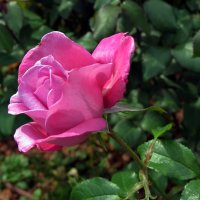 Розовая роза :: Liliya Kharlamova