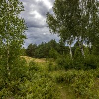 ..Среди папоротника :: оксана 