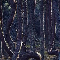 Странный лес :: Владимир Хатмулин