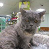 Кошка Бася,живёт в магазине 3 года. :: Зинаида 