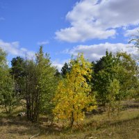 Цвет Осени. :: Виктор 