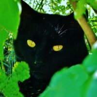 Черная кошка с янтарными глазами :: Святец Вячеслав 