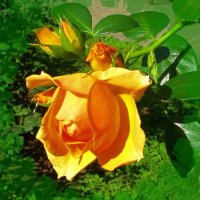 Солнечная роза :: Ольга Довженко