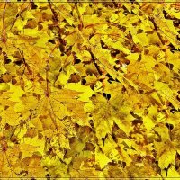 Листья жёлтые над городом кружатся. :: muh5257 