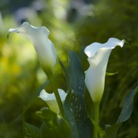 calla lilies :: Zinovi Seniak