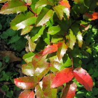 Осенняя раскраска листвы магонии :: sm-lydmila Смородинская