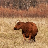 Одна в поле :: Игорь Сикорский