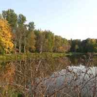 Золотая осень в лесопарке :: Елена Павлова (Смолова)