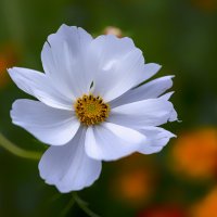 in white :: Zinovi Seniak