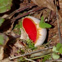 Саркоцифра ярко-красная, интересный гриб... :: Юрий Куликов