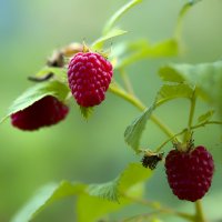 raspberries :: Zinovi Seniak