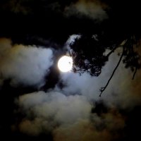 Лунная ночь :: Зося Каминская