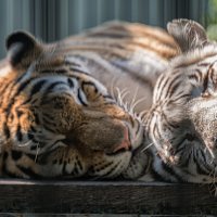 Тигрица Амурка и Белый бенгальский тигр Маркиз :: Евгений Кучеренко