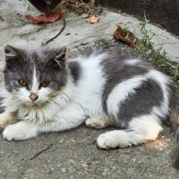 Котёнок во дворе :: Алексей Р.
