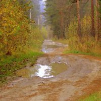 Лесными дорогами . :: Мила Бовкун