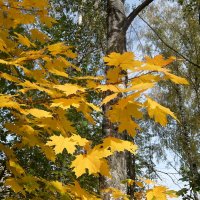 Золотые листья клёна. :: Люба 